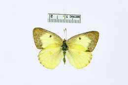 Image of Clouded sulphur