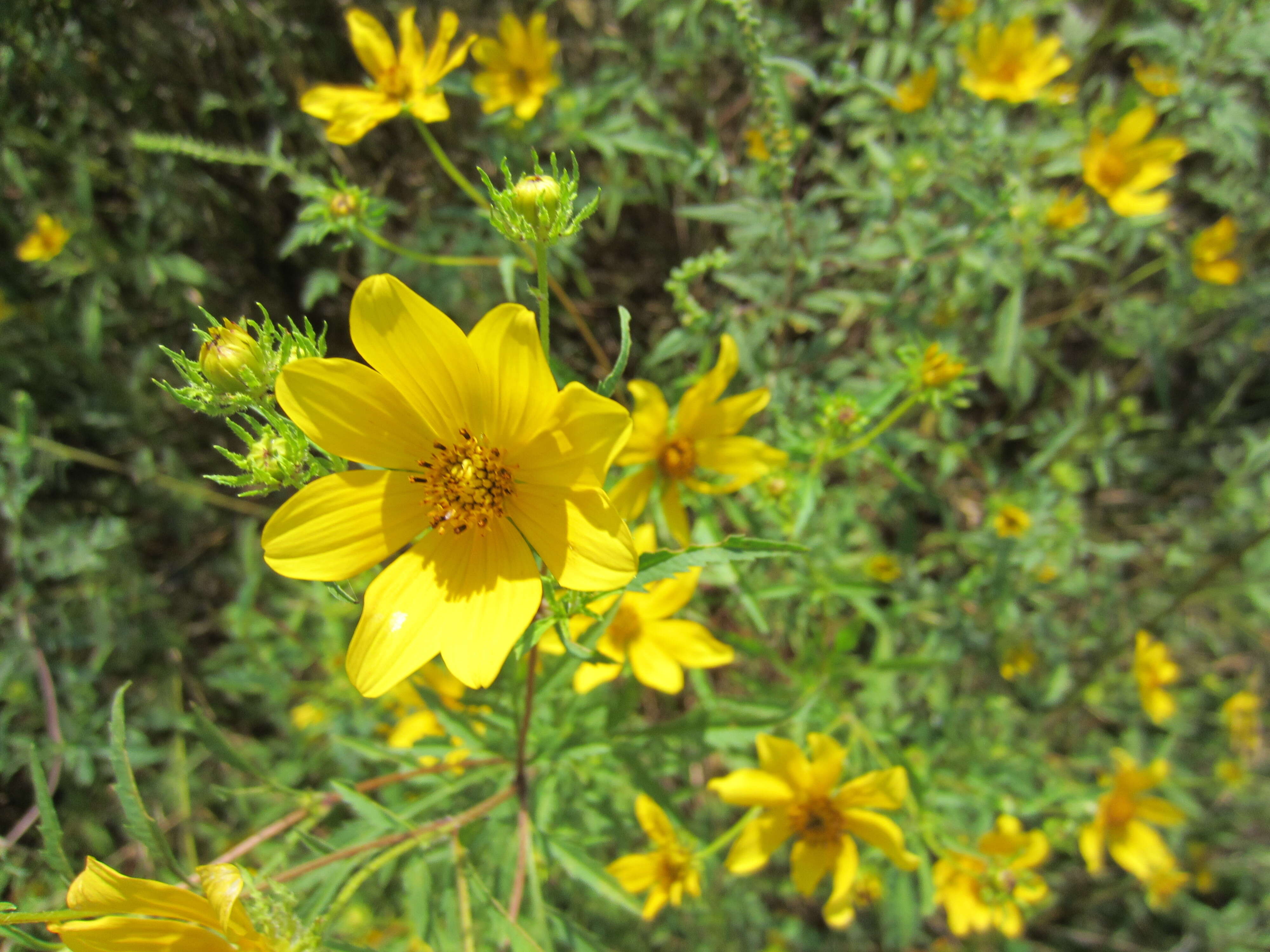 Image of Bidens polylepis S. F. Blake