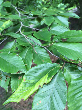 Image of American beech