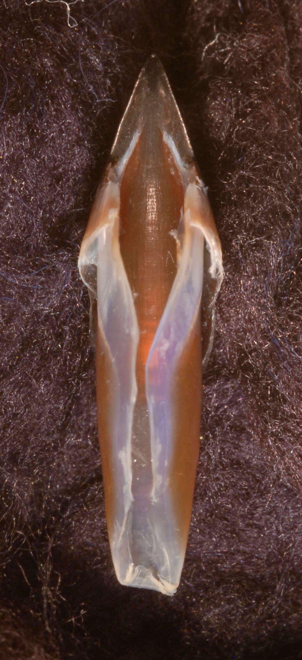 Imagem de Pholidoteuthis massyae (Pfeffer 1912)