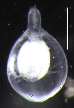 Sivun Apolemia rubriversa Siebert, Pugh, Haddock & Dunn 2013 kuva