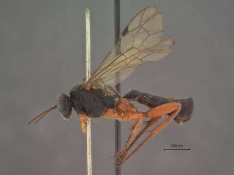 Image of Pimpla sanguinipes Cresson 1872