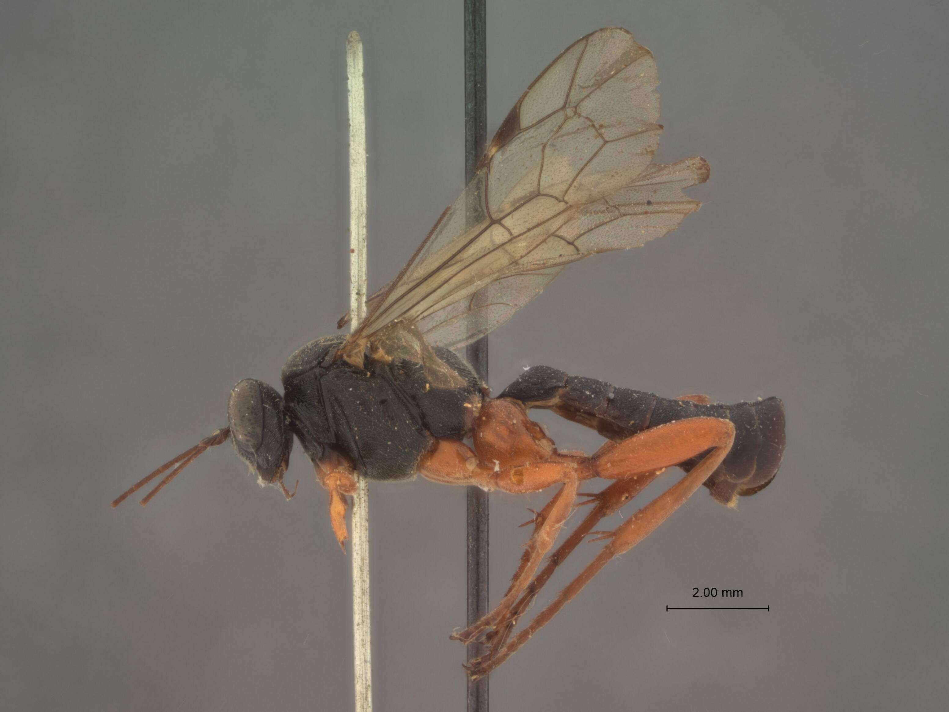 Image of Pimpla sanguinipes Cresson 1872