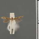 Image of Cosmopterix scirpicola Hodges 1962