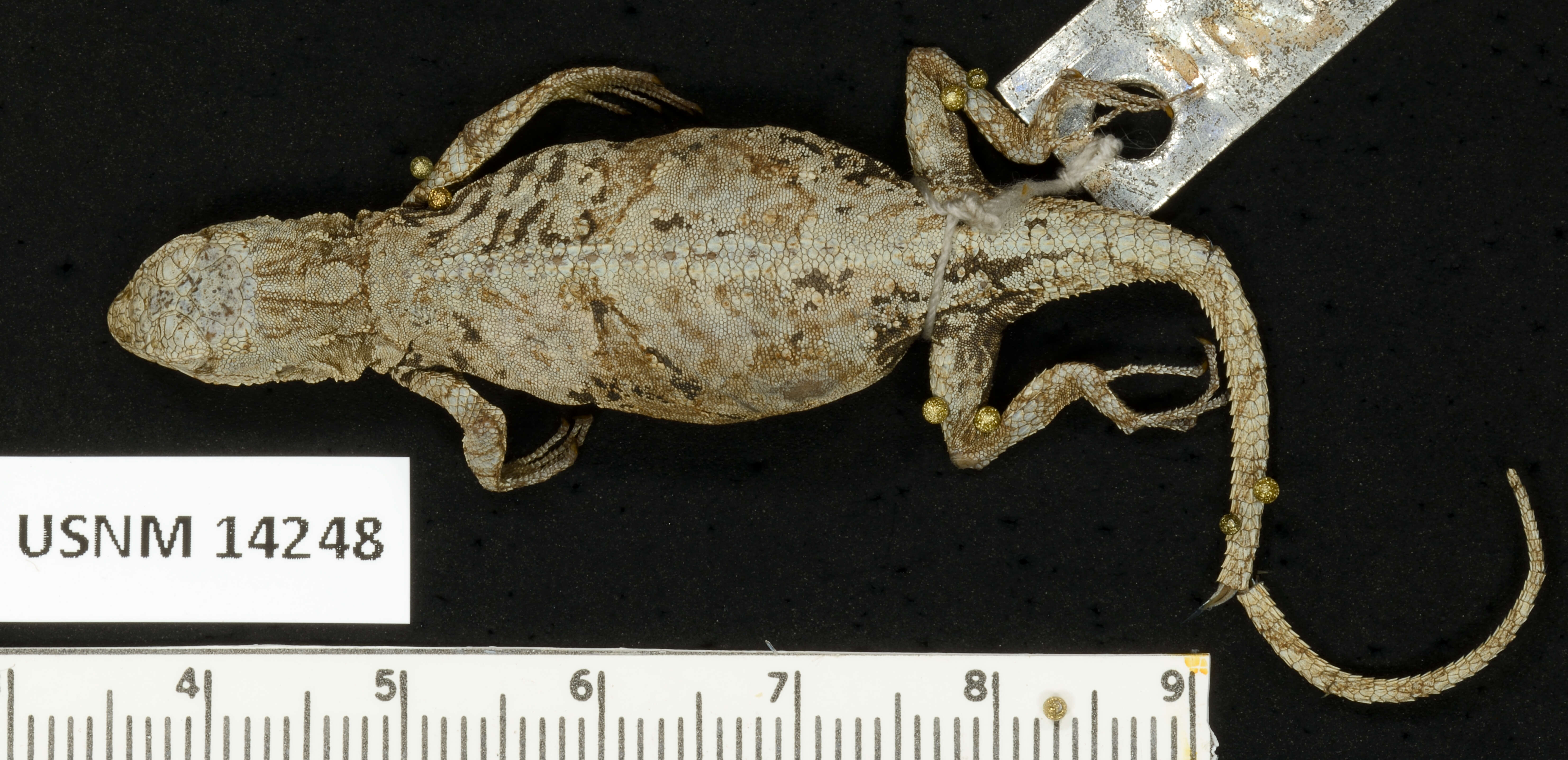 Urosaurus bicarinatus tuberculatus (Schmidt 1921) resmi