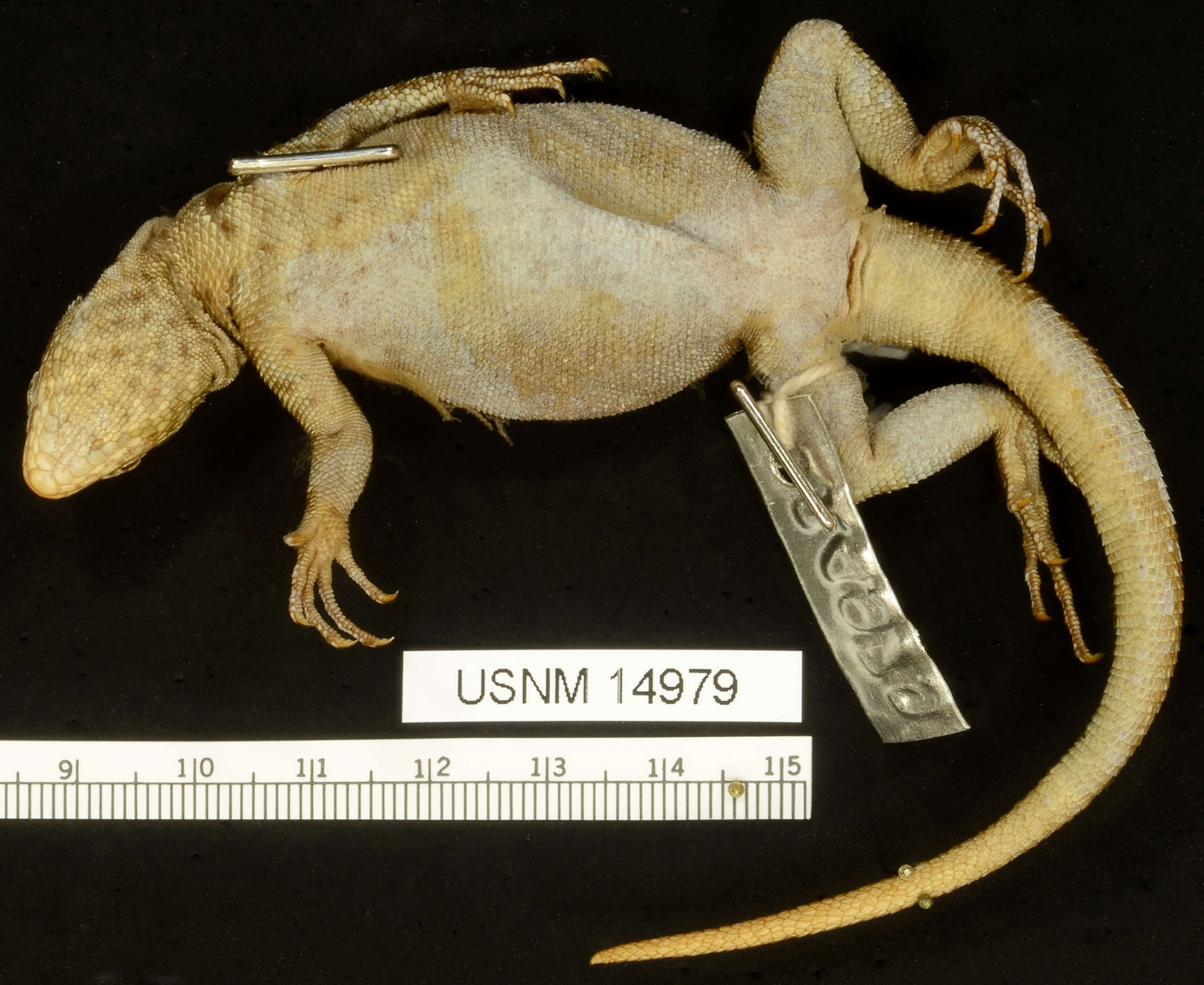 Image of Common Pacific Iguana