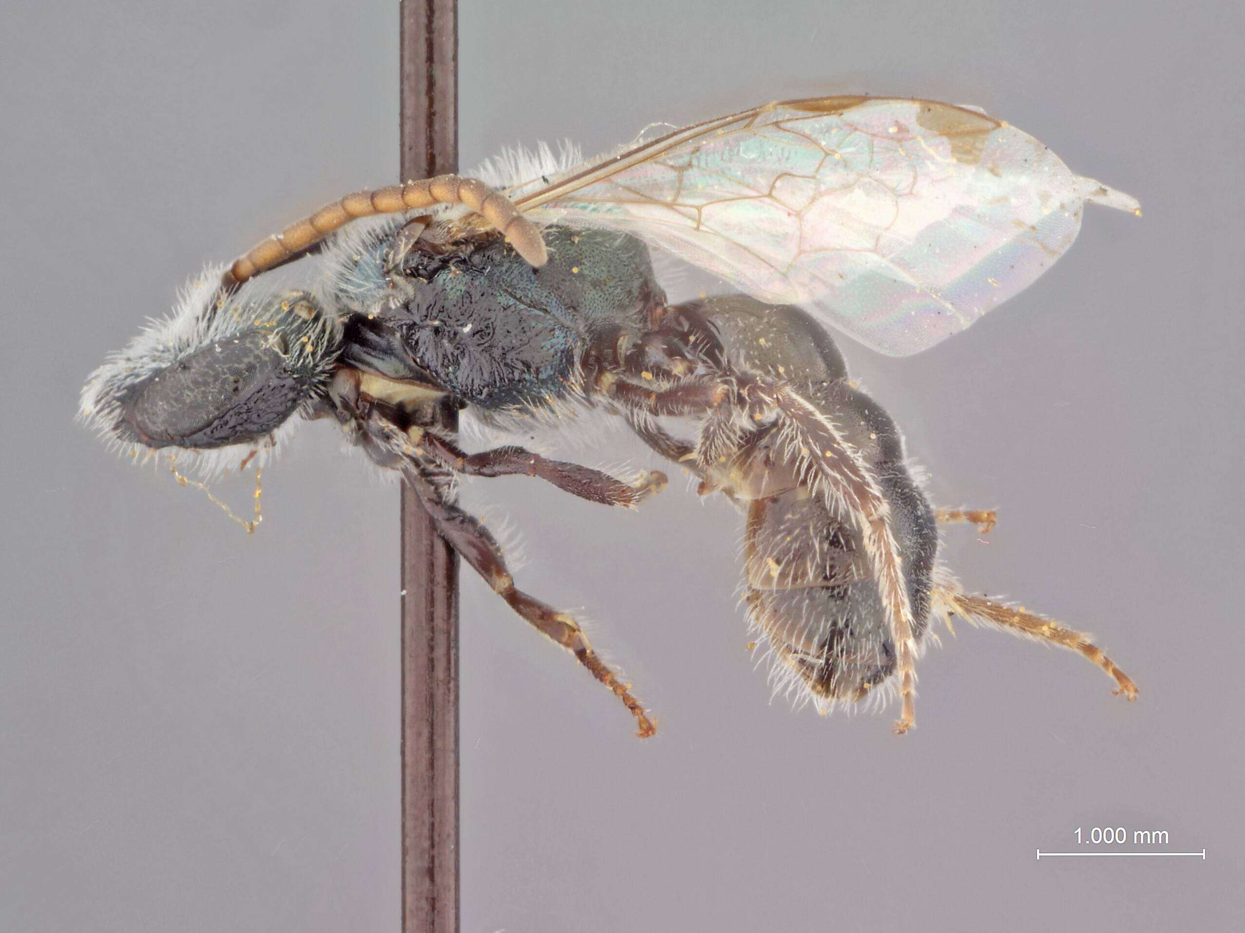 Image of Halictus