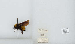 Image of Sonoran Bumble Bee