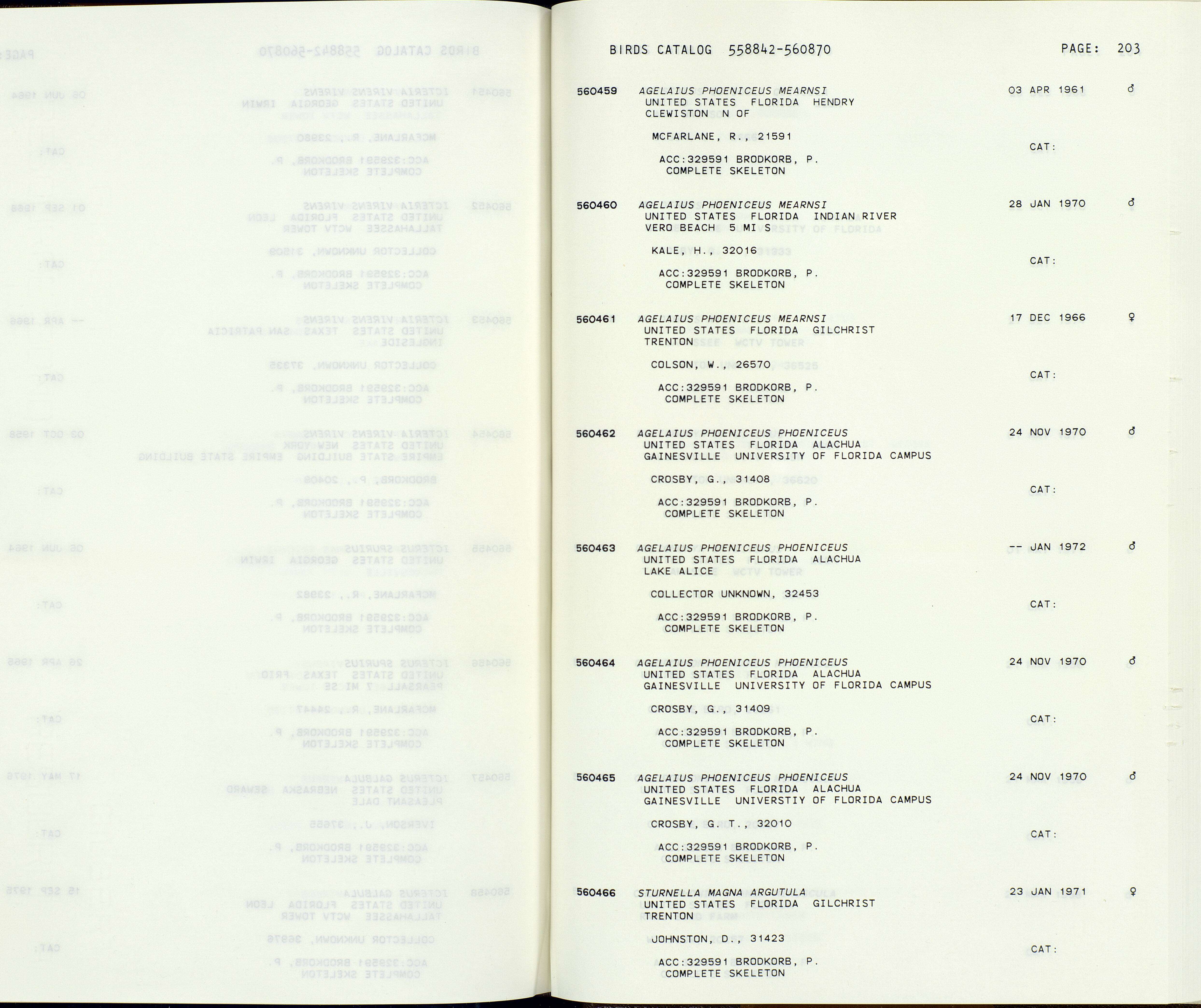 Image of Agelaius phoeniceus mearnsi Howell, AH & Van Rossem 1928