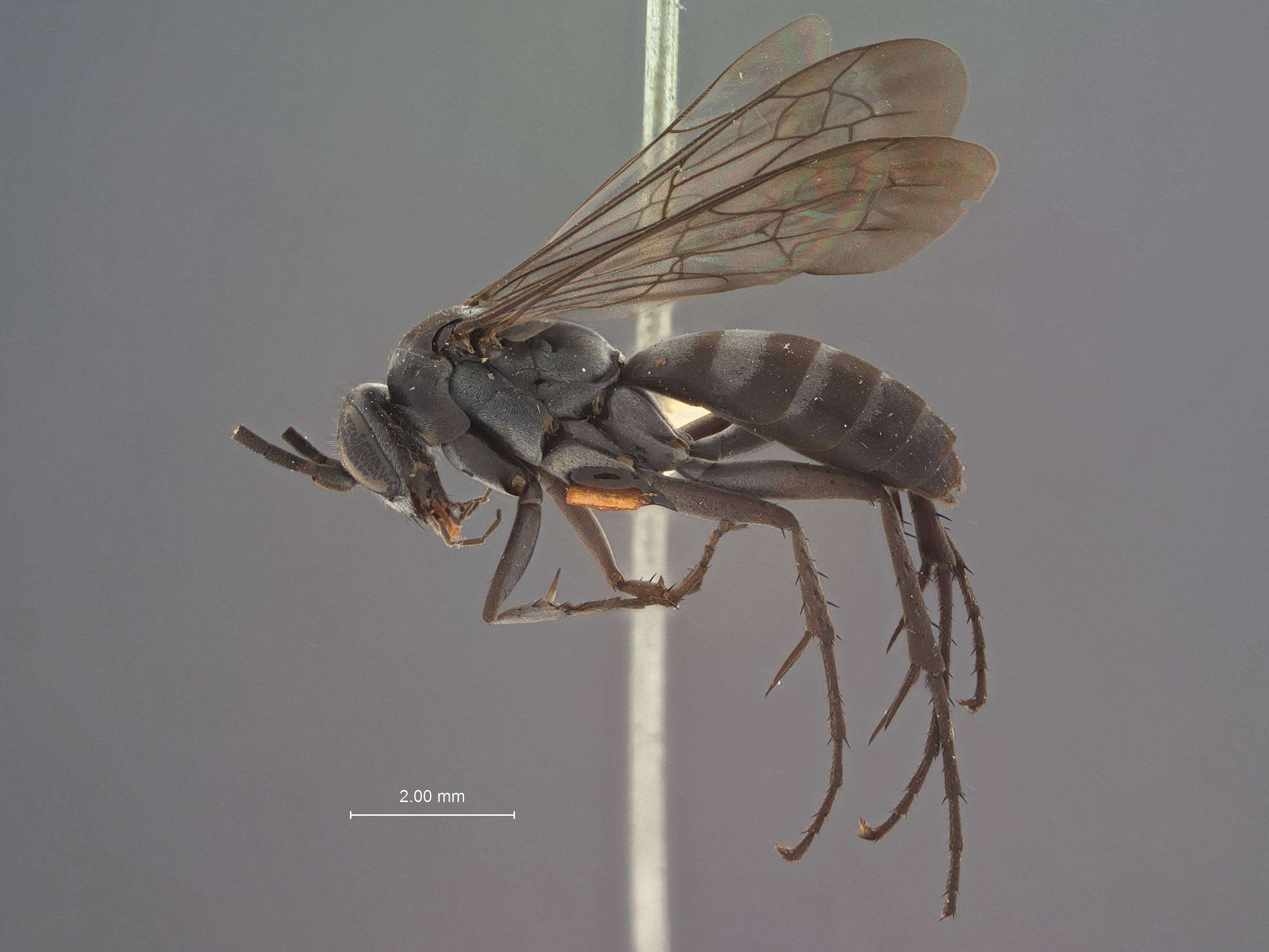 Image of Anoplius ryukyuensis Tsuneki 1990