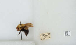 صورة Bombus bimaculatus Cresson 1864