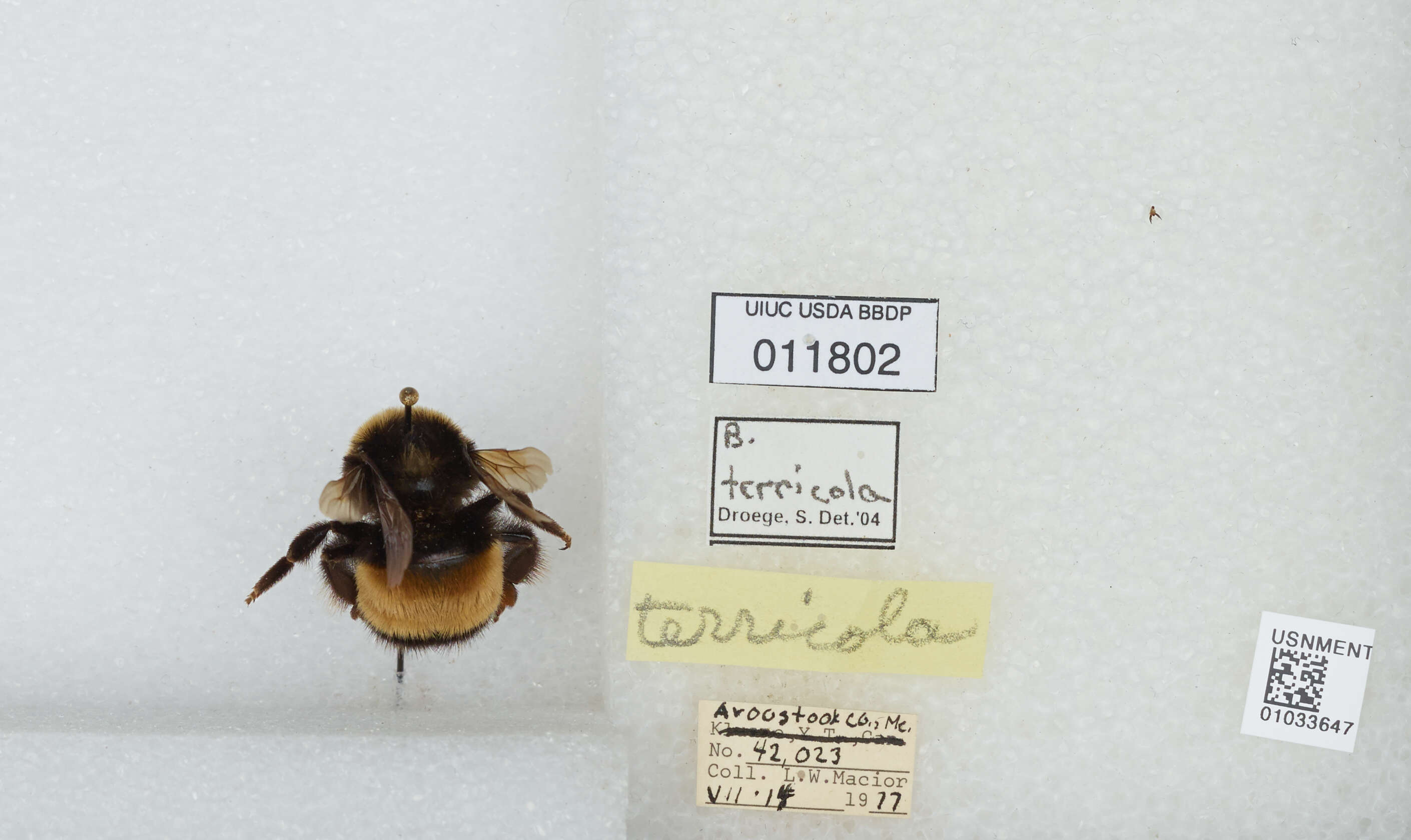 Image of Yellow-banded Bumblebee