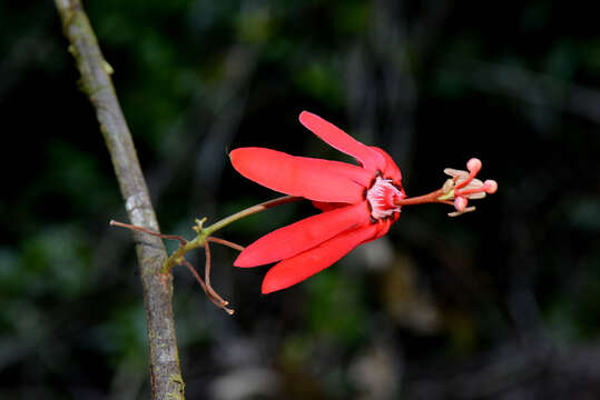 Image of Passiflora glandulosa Cav.