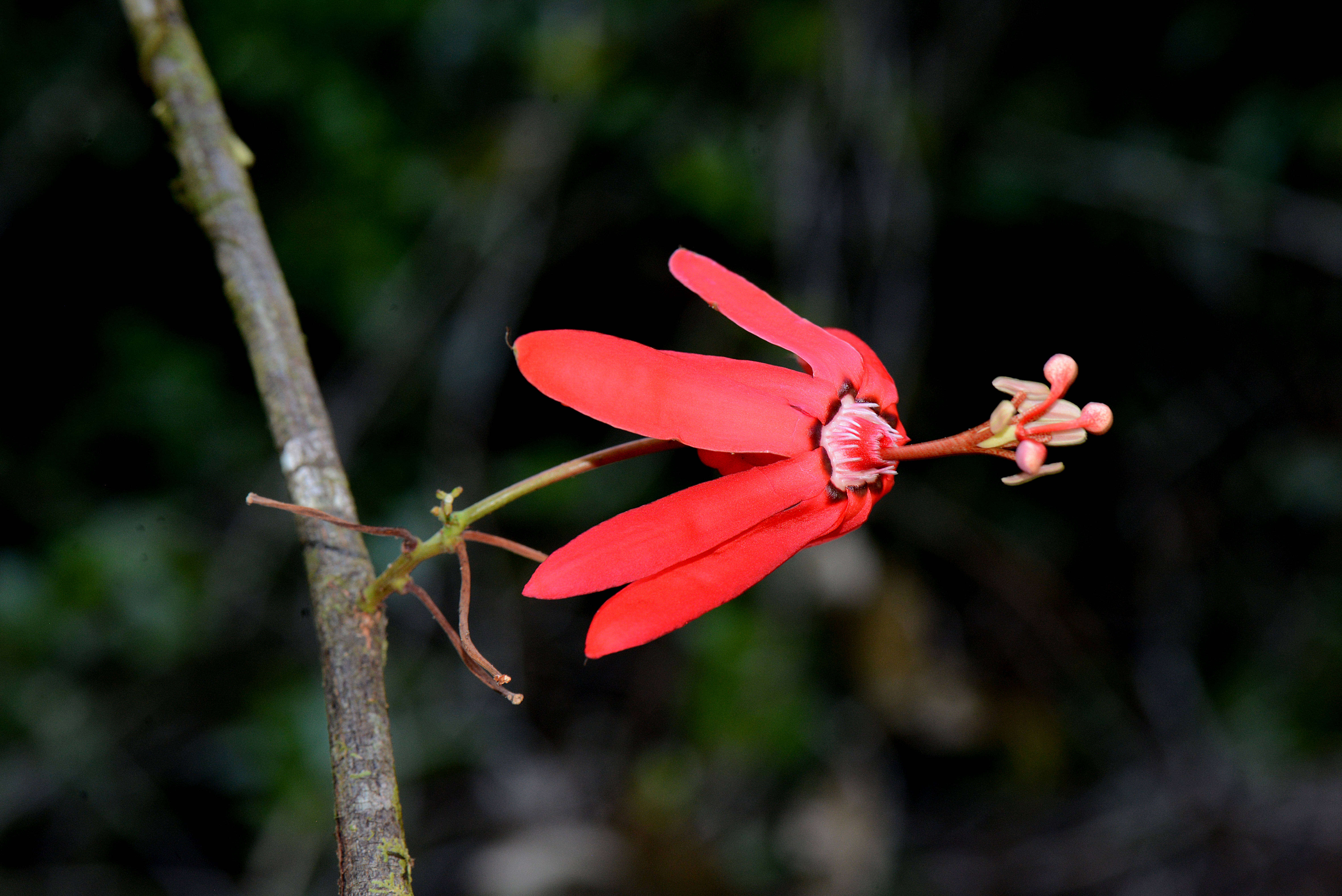 Image of Passiflora glandulosa Cav.