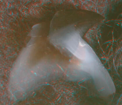 Image of Neoteuthis Naef 1921