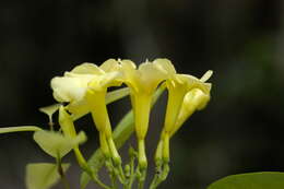 Image of Apocynaceae