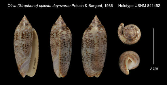 Plancia ëd <i>Americoliva deynzerae</i> (Petuch & Sargent 1986)