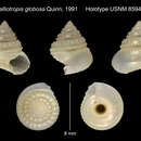 Image of Calliotropis globosa Quinn 1991