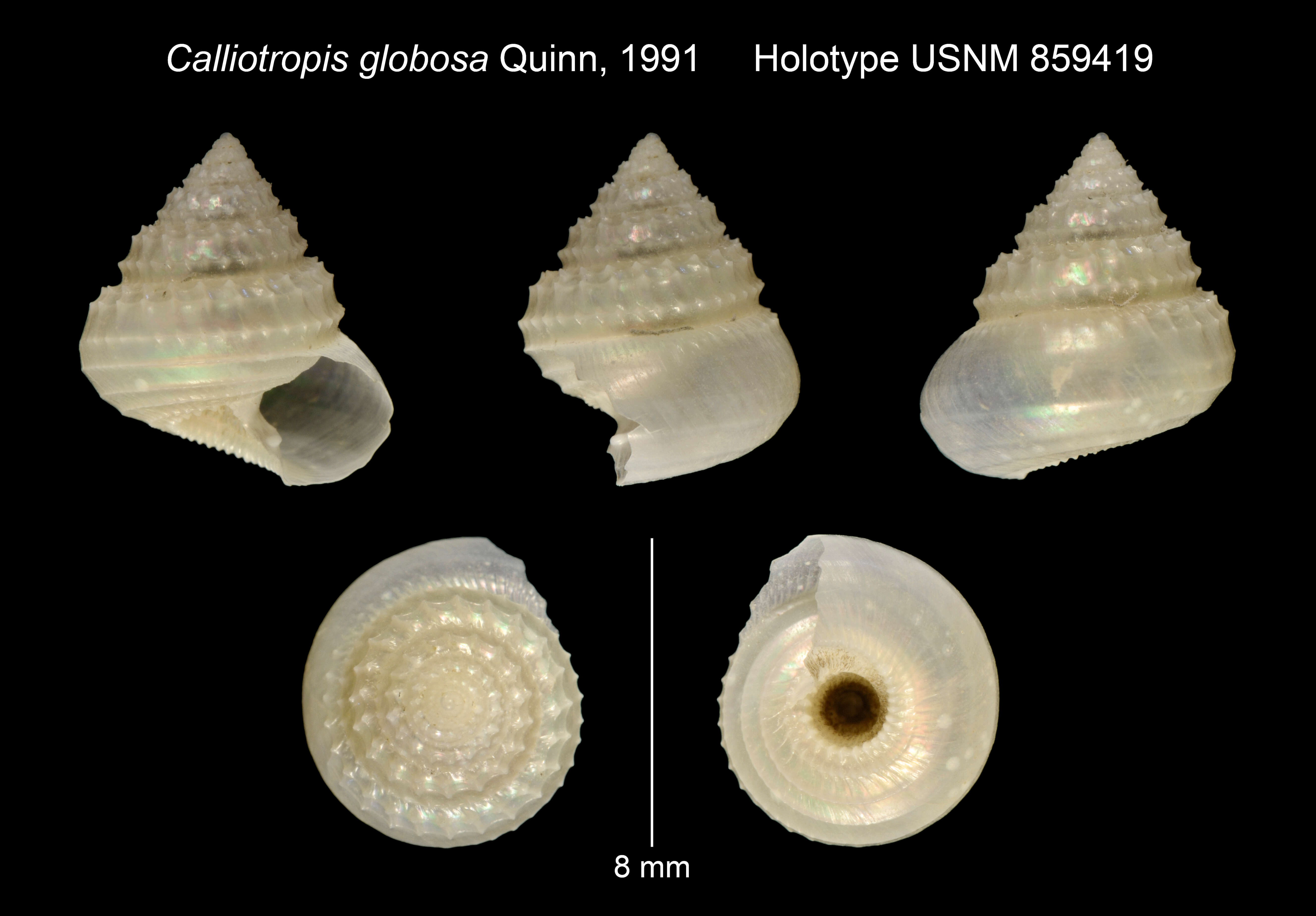 Image of Calliotropis globosa Quinn 1991