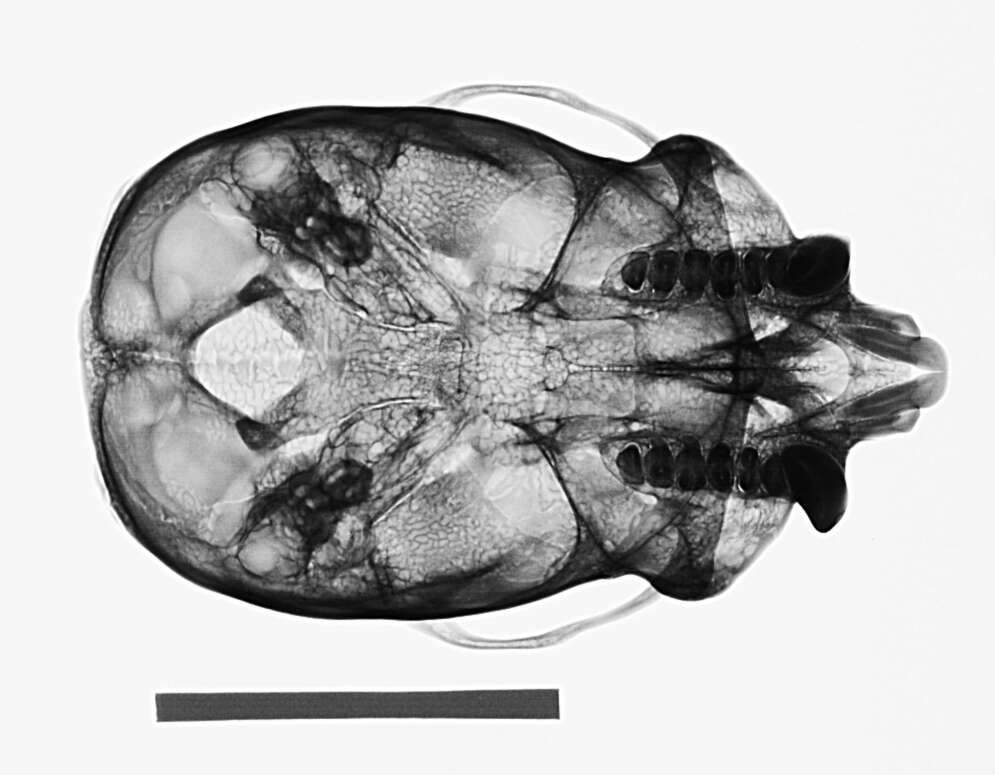 Imagem de Chiropotes sagulatus (Traill 1821)