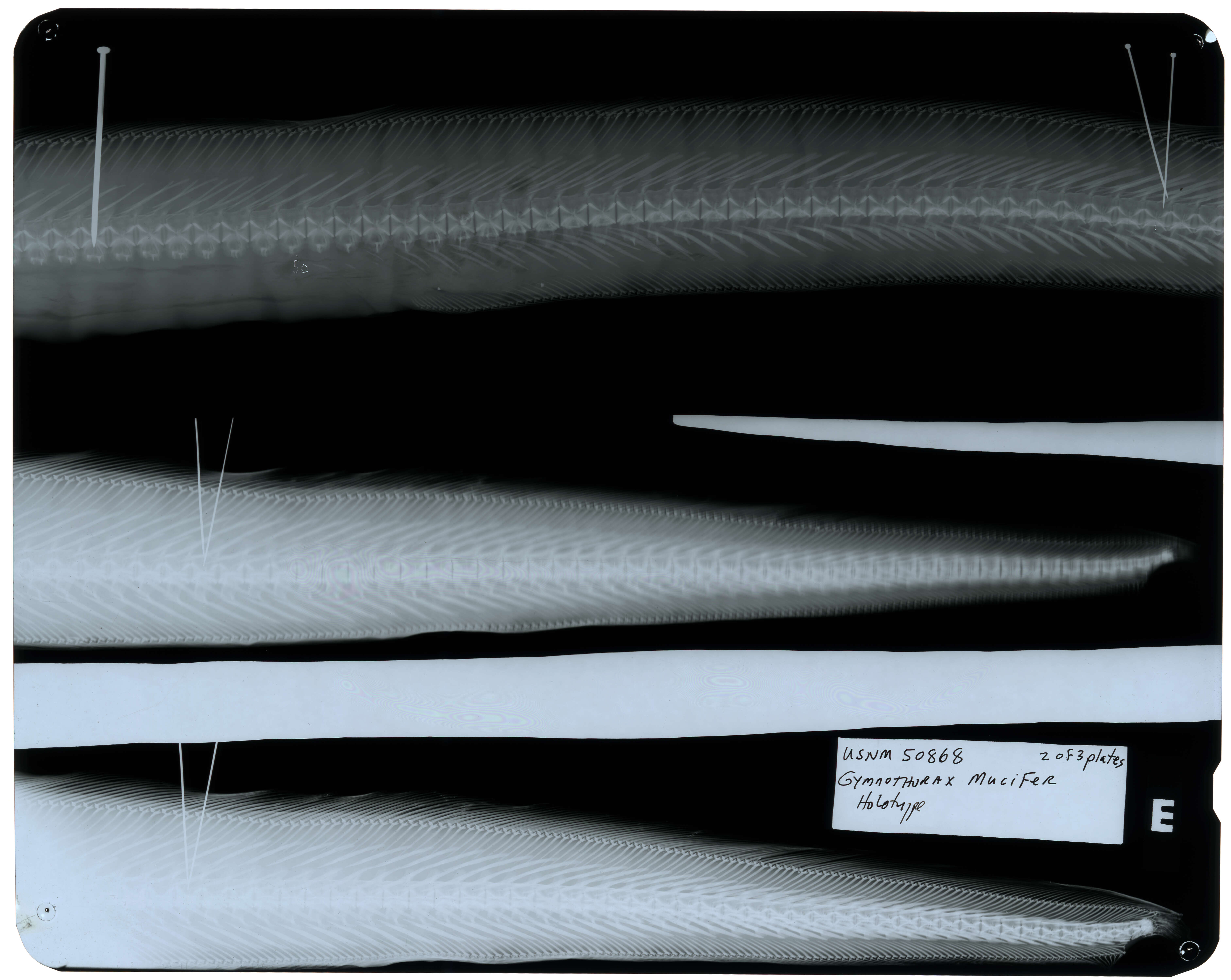 Gymnothorax kidako (Temminck & Schlegel 1846) resmi