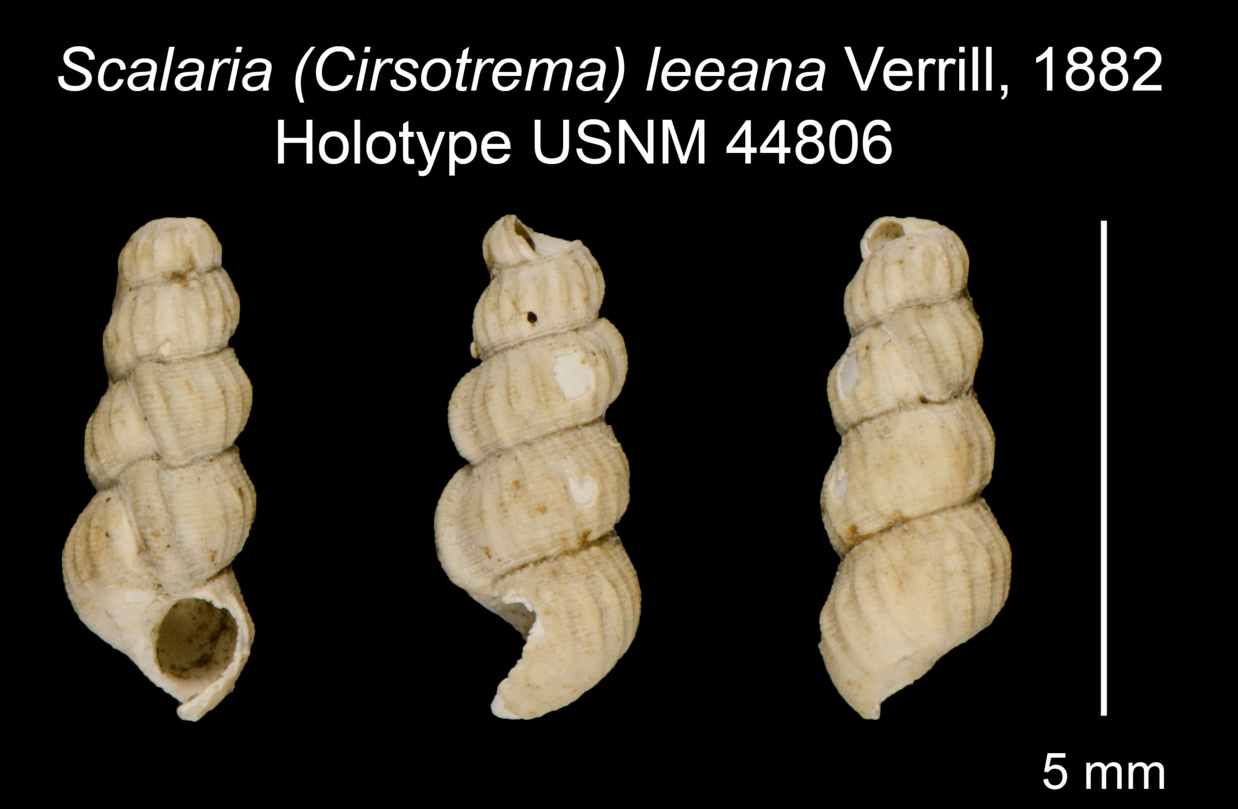 Image of Scalaria leeana A. E. Verrill 1882