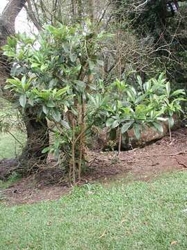 Image of Loquats