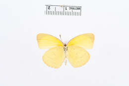 Слика од Eurema herla (Macleay 1826)