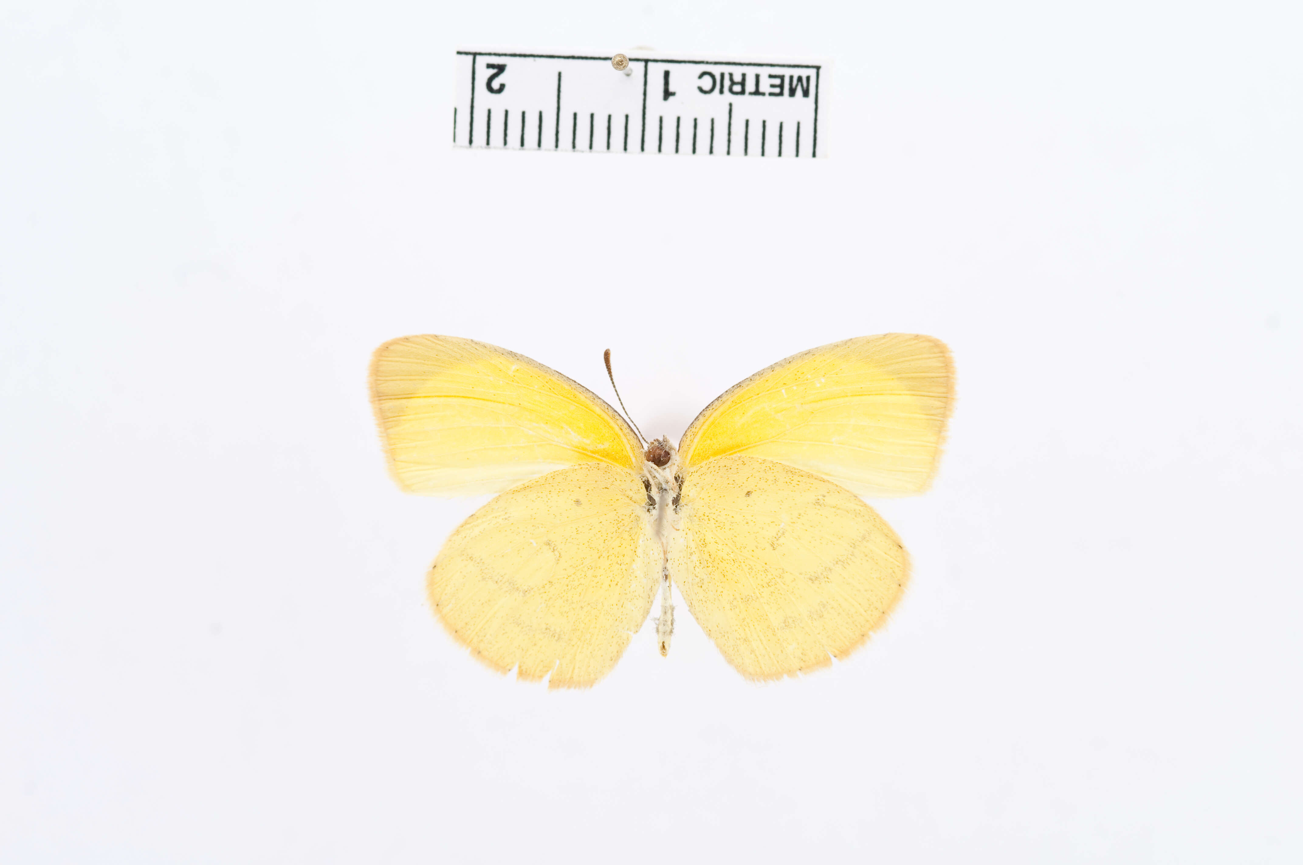 Слика од Eurema herla (Macleay 1826)