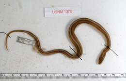 Image of Graham's Crayfish Snake