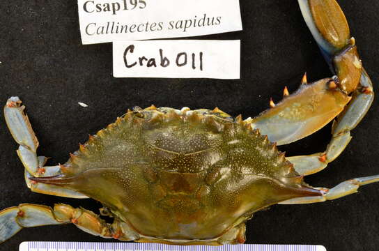 Image of blue crab