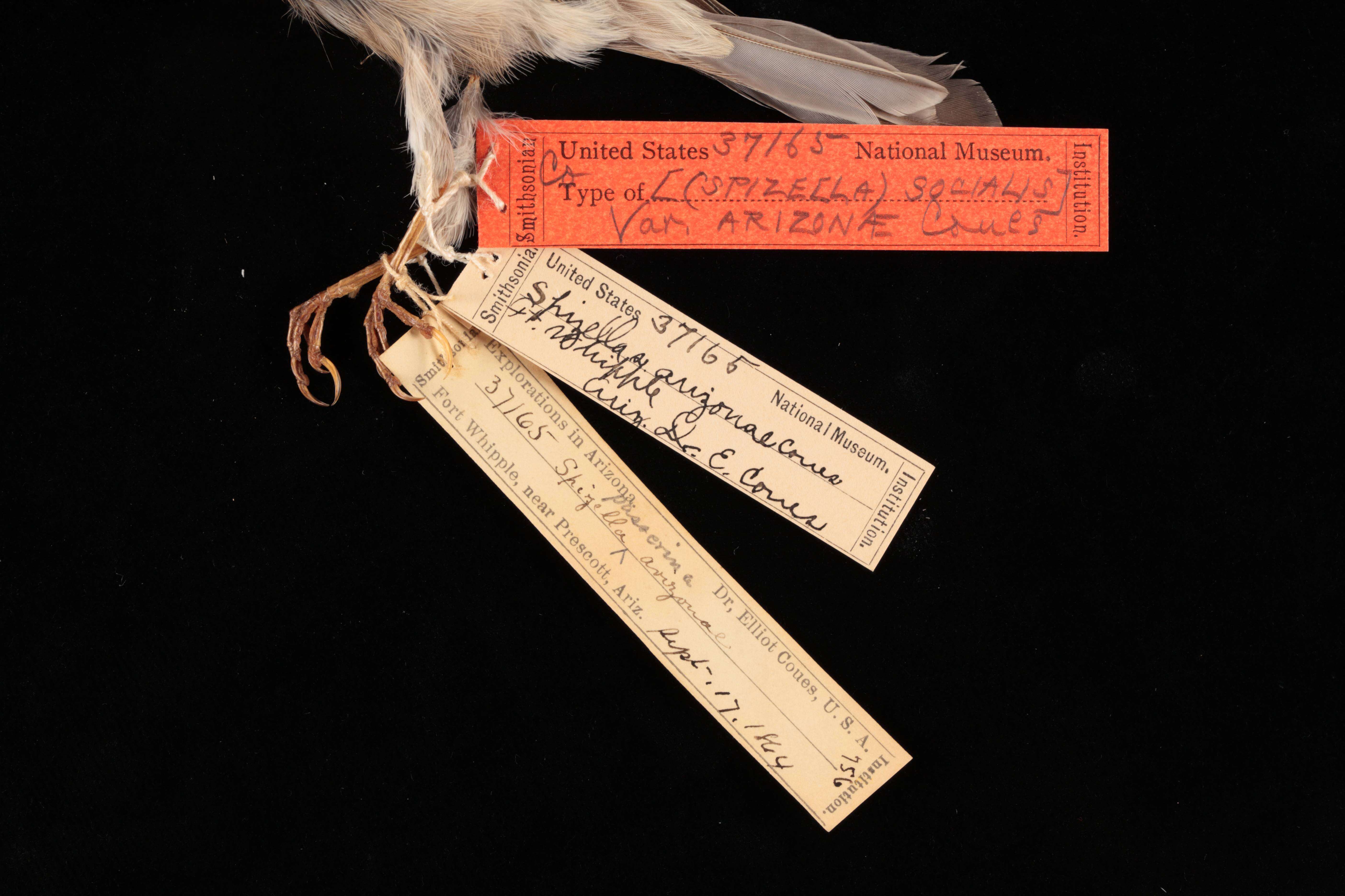 Sivun Spizella passerina arizonae Coues 1872 kuva