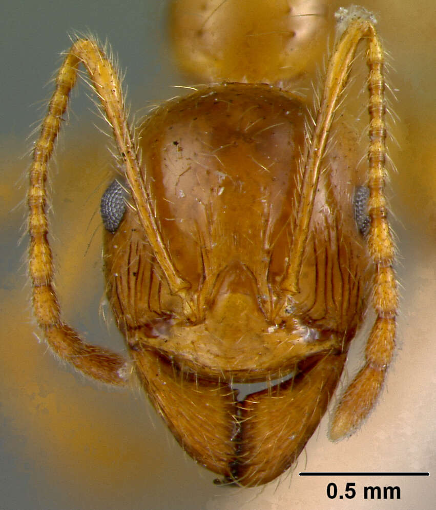 Image of Aphaenogaster barbigula Wheeler 1916