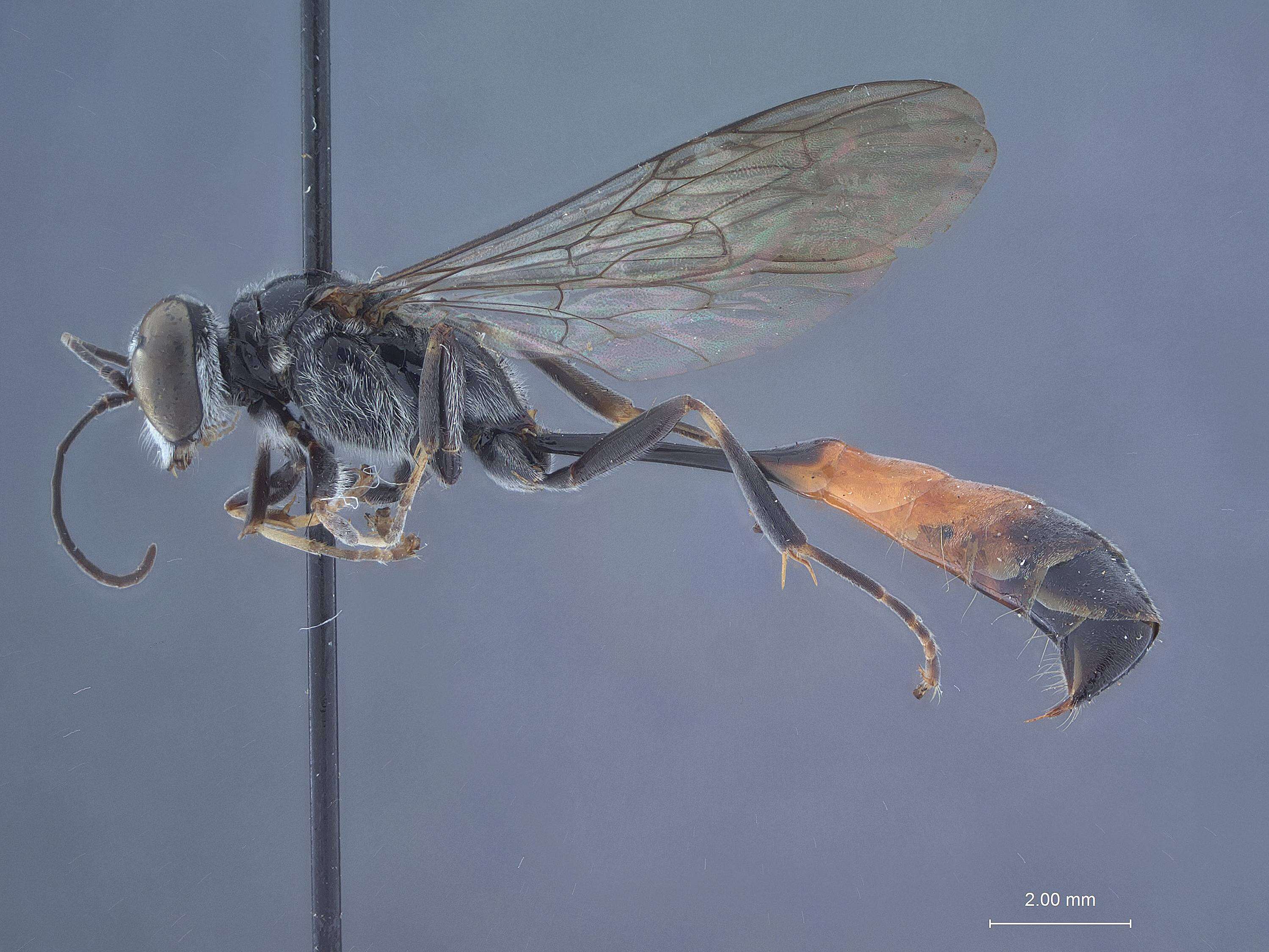 Image of Trypoxylon novaguineae Tsuneki 1981