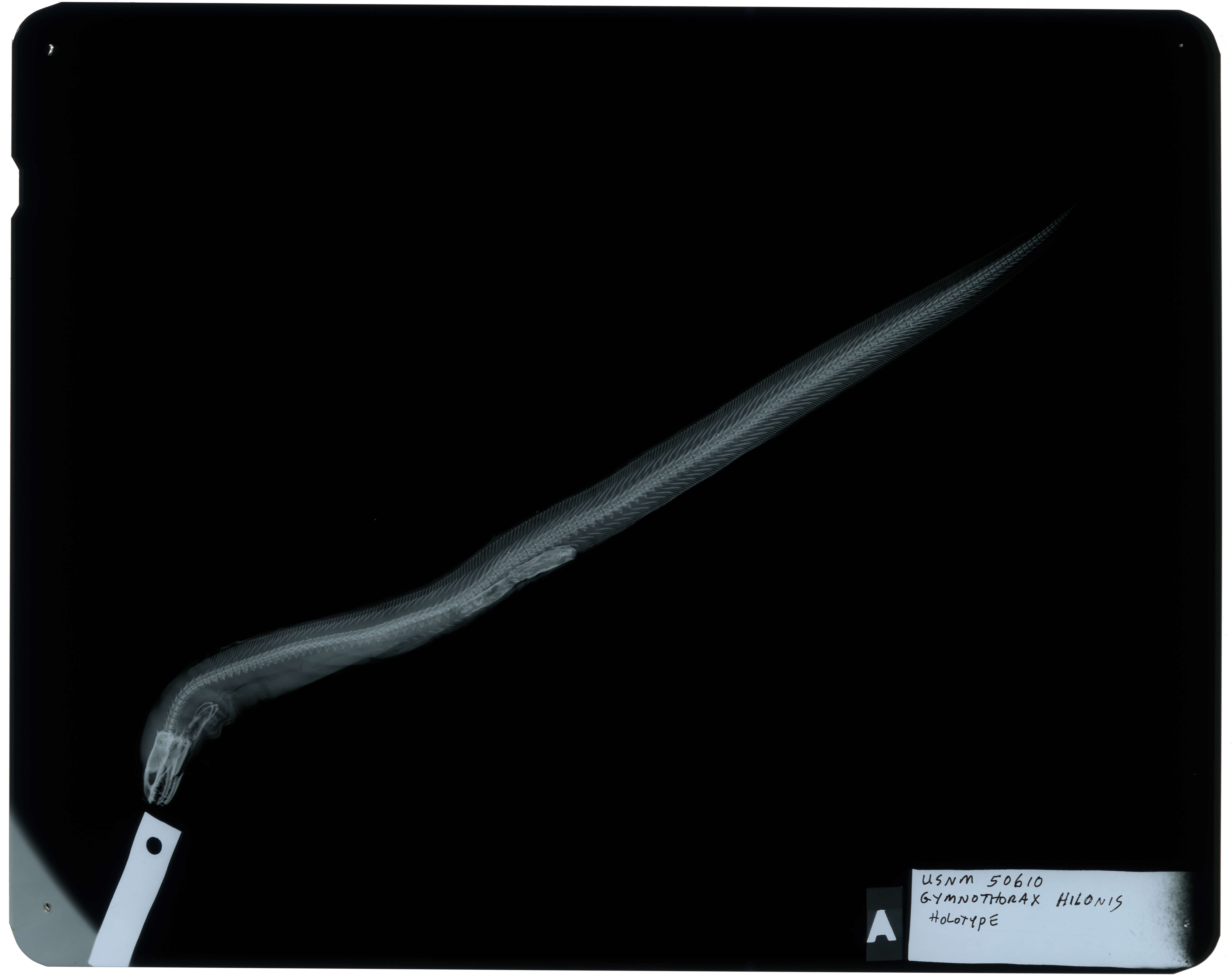 Image of Gymnothorax hilonis Jordan & Evermann