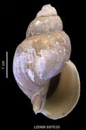 Image of Neobuccinum E. A. Smith 1879