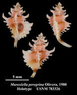 Image of Favartia peregrina (Olivera 1980)