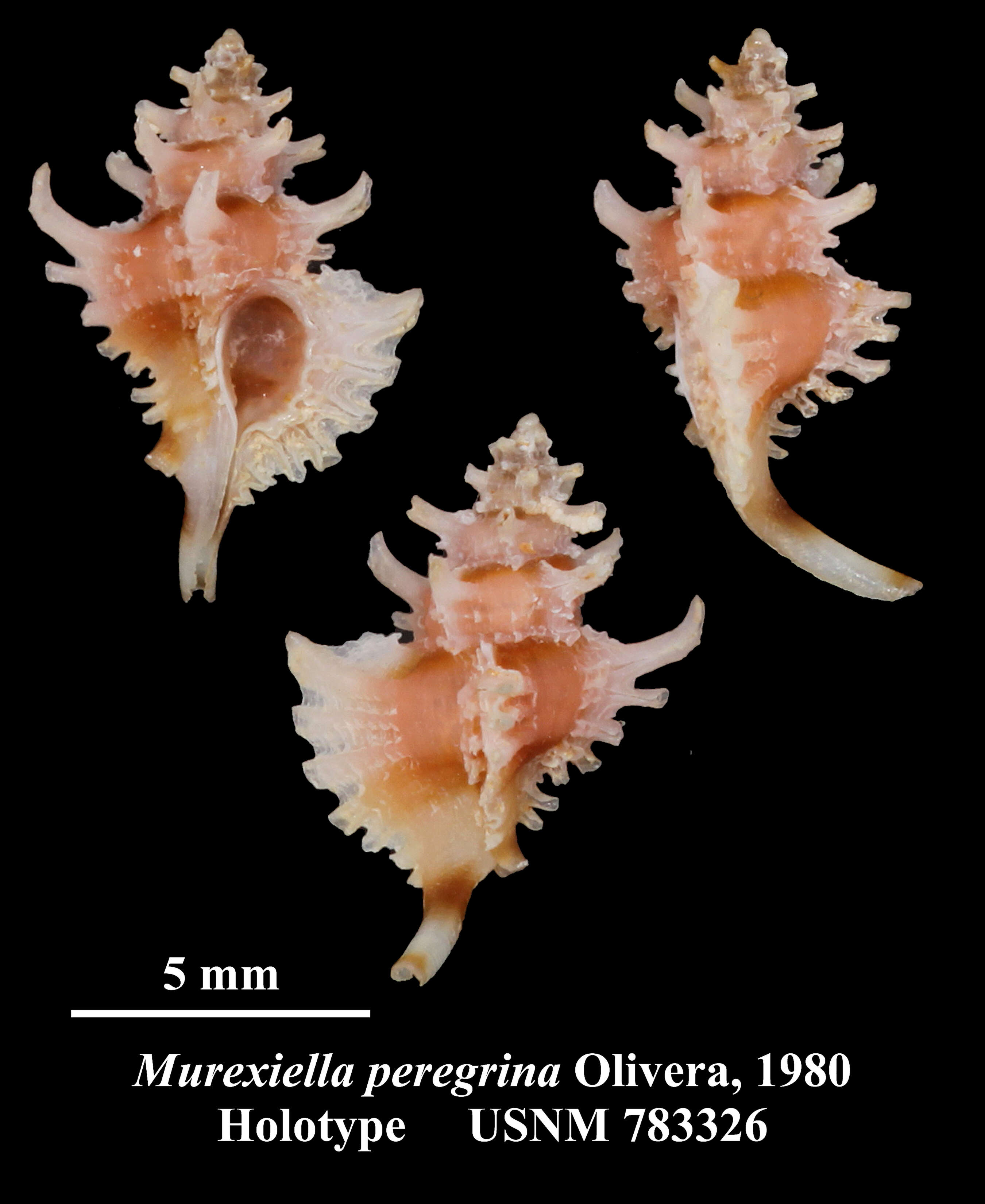 Image of Favartia peregrina (Olivera 1980)