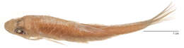 Image of Neolissochilus paucisquamatus (Smith 1945)