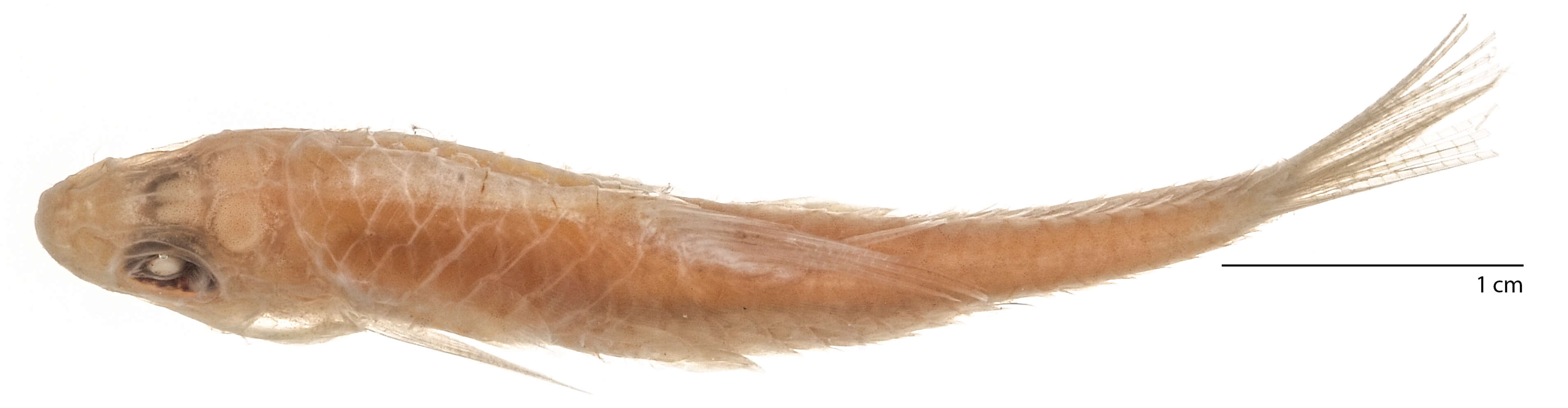 Image of Neolissochilus paucisquamatus (Smith 1945)