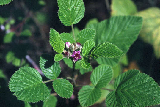 Image of Mysore raspberry