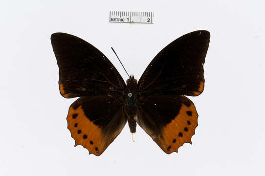 Imagem de Charaxes protoclea Feisthamel 1850