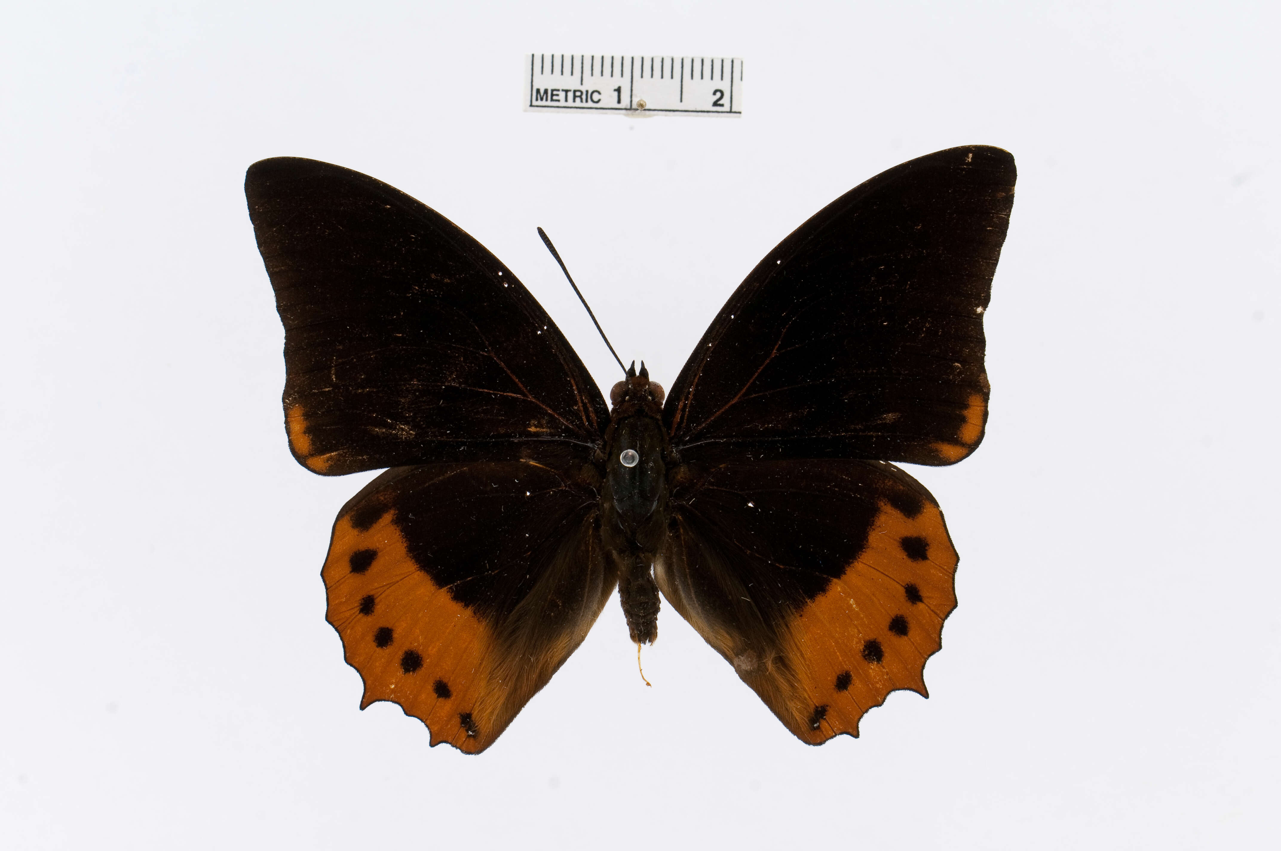Image of Charaxes protoclea Feisthamel 1850