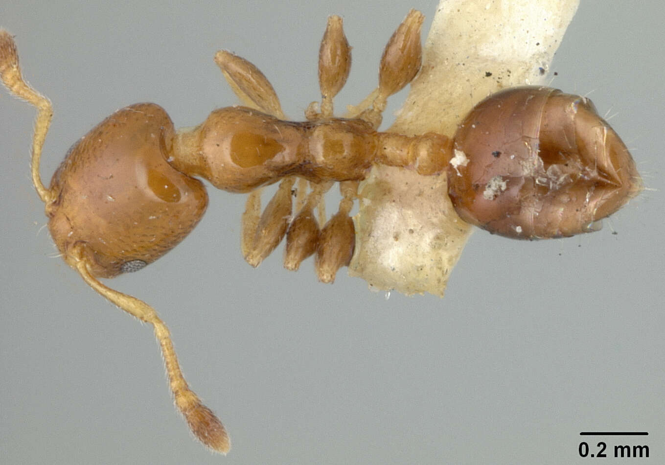 Image of Xenomyrmex stollii Forel 1885