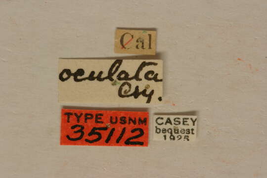 Image of Centrodera oculata Casey 1913