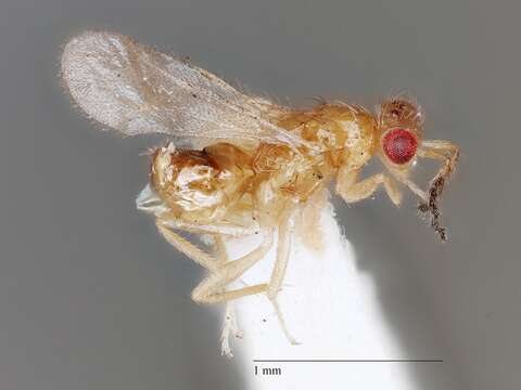 Слика од Euplectromorpha