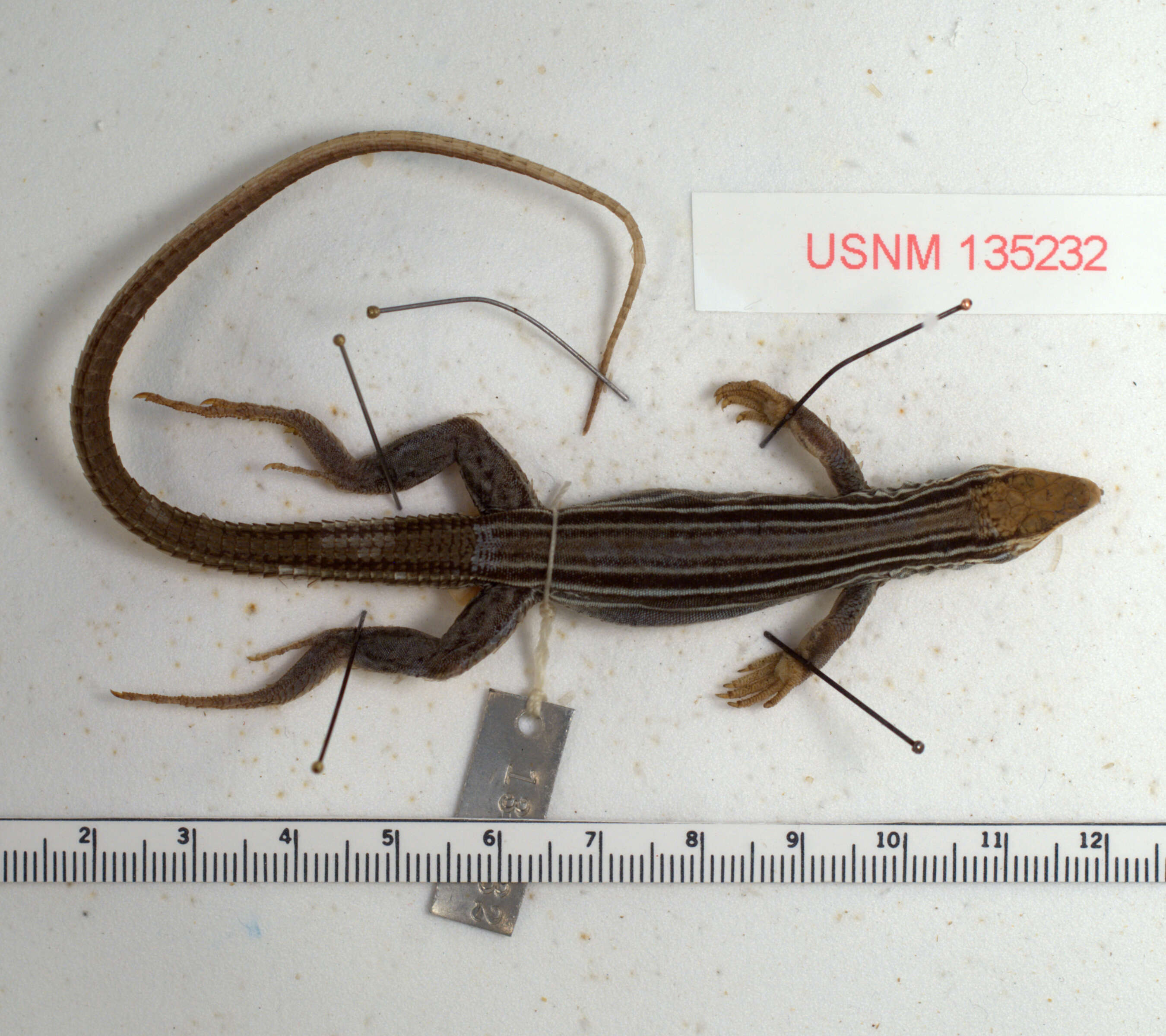 Image of Six-lined Racerunner