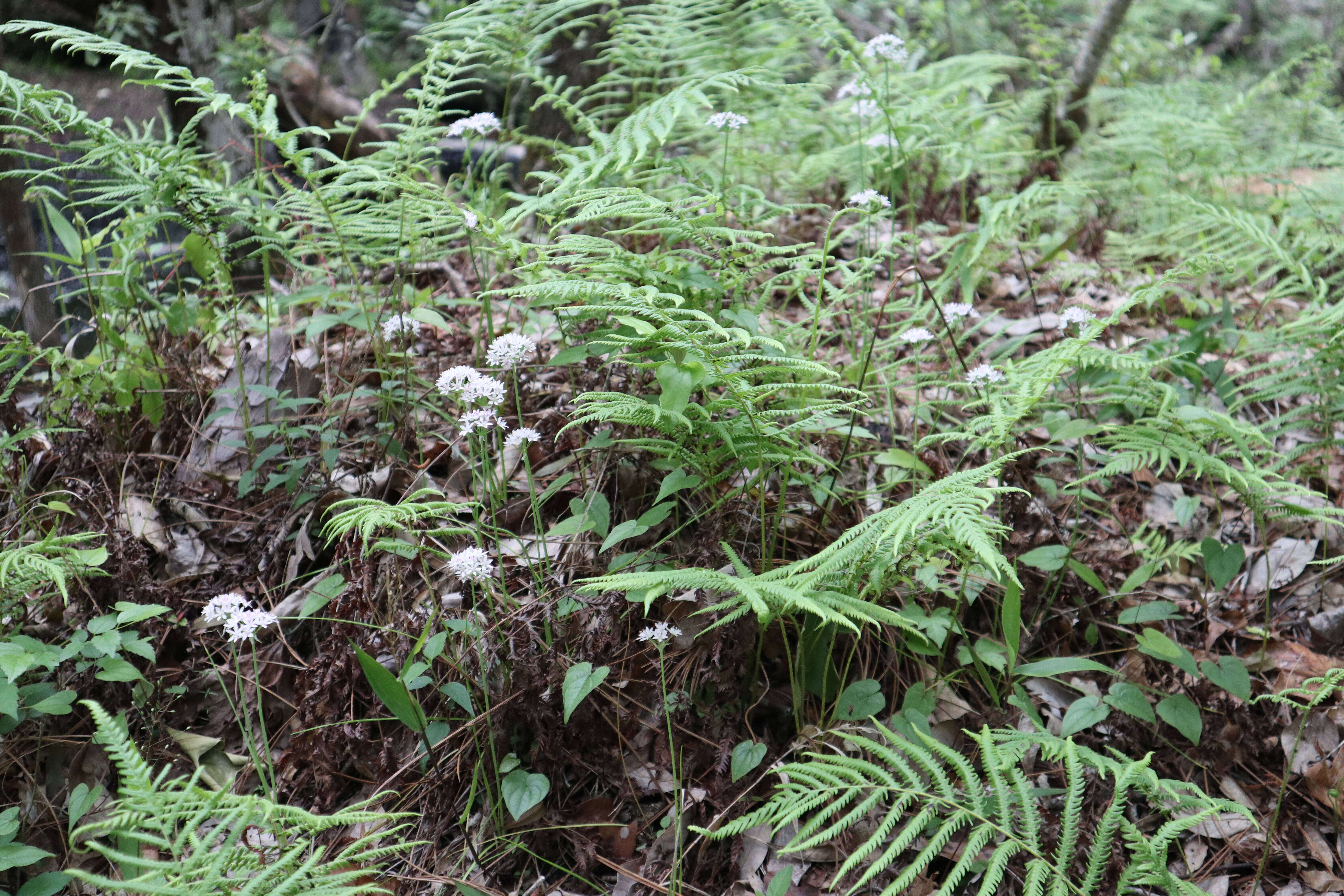 Image de Allium canadense var. mobilense (Regel) Ownbey