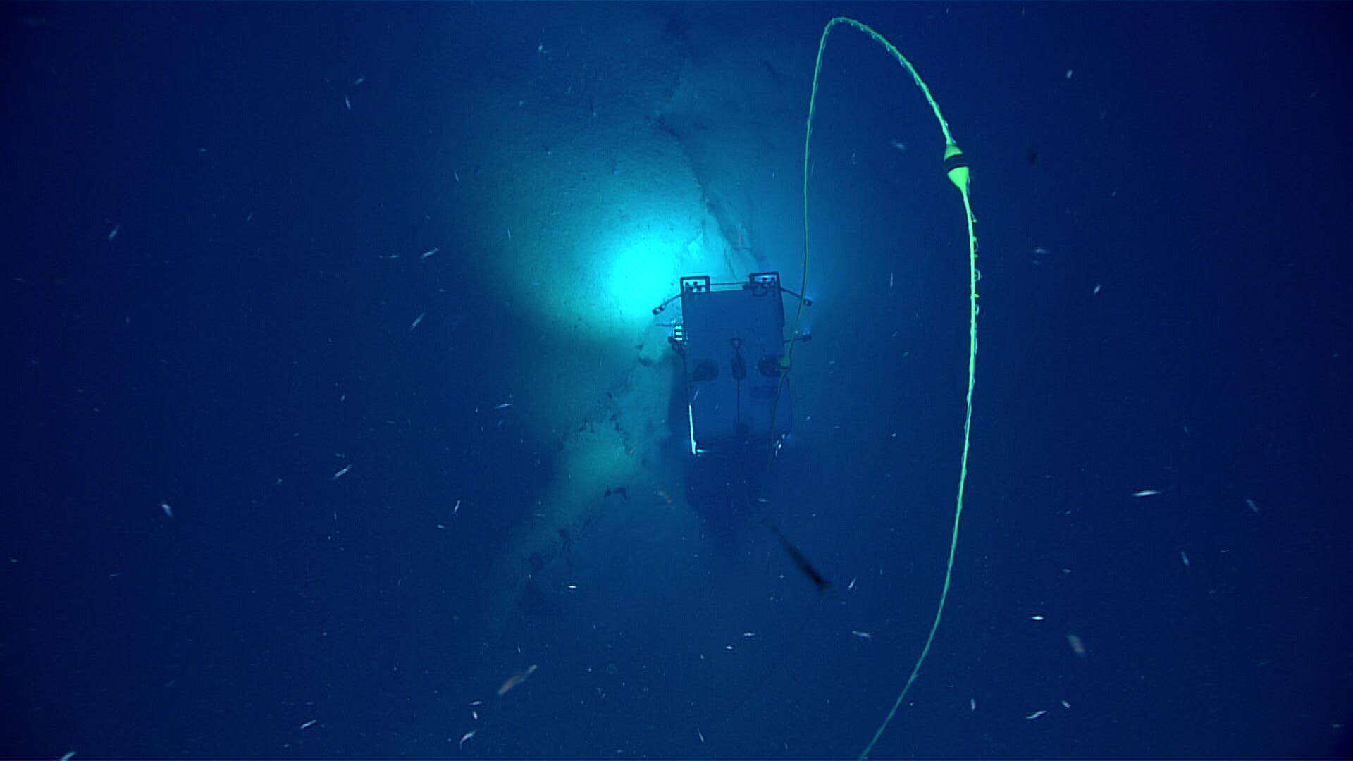 Image of Four-stick Black Coral