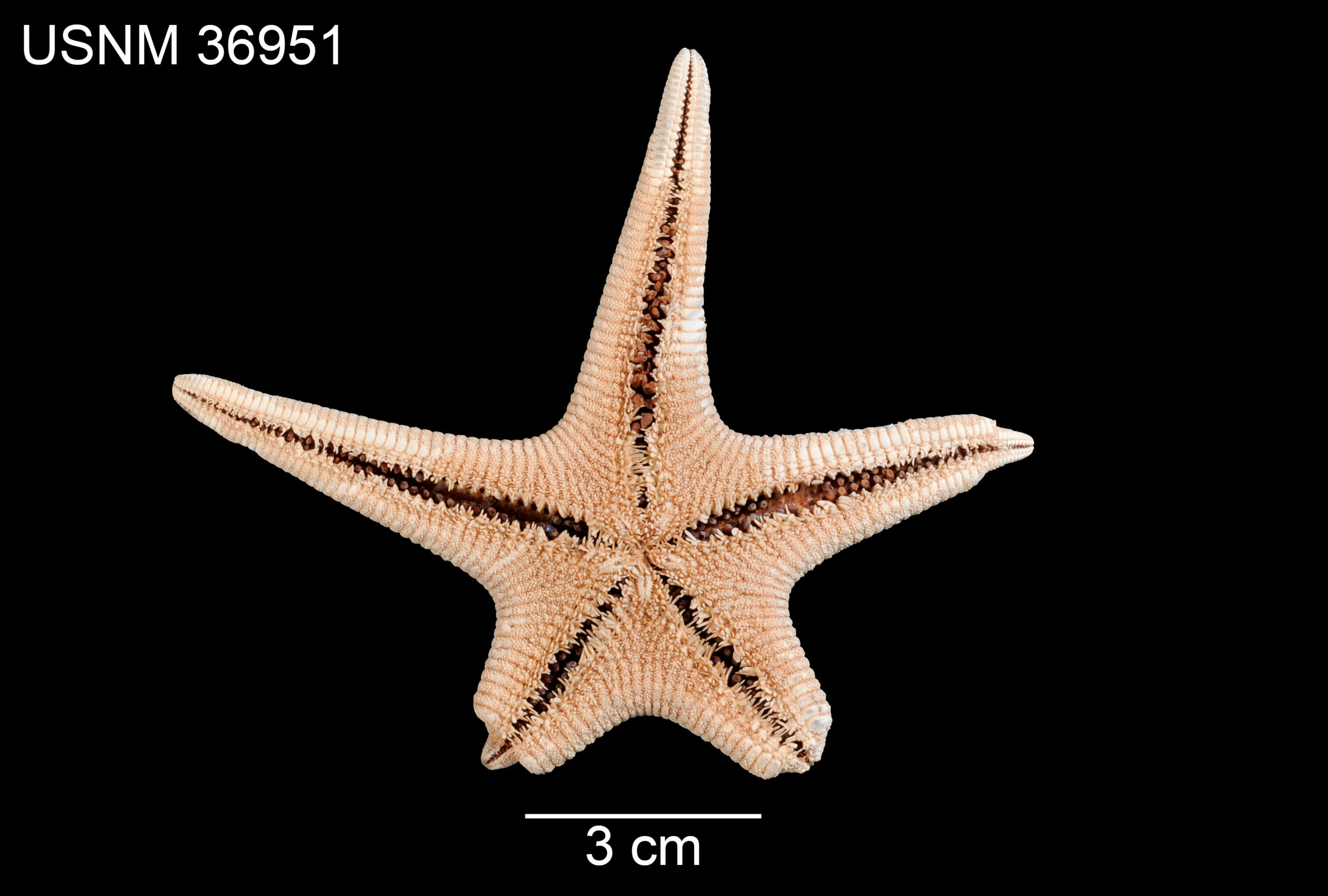Image of Tethyaster canaliculatus (A. H. Clark 1916)